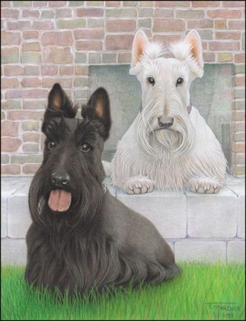 Portrait of Cooper & Riley (dogs)